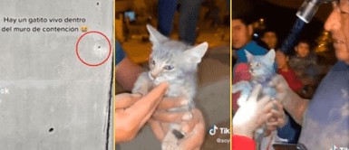 El gato emitía fuertes maullidos en SJL. Gatito fue ENTERRADO VIVO en el interior de una pared: "Dios mío qué CRUELDAD"