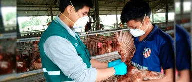 Gripe aviar: Sacrifican aves de corral en Huacho y Chiclayo para evitar más contagios Gripe aviar: Sacrifican aves de corral en Huacho y Chiclayo para prevenir más contagios