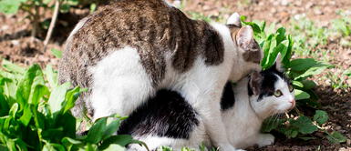 Las gatas normalmente se acomodan con la posición de lordosis cuando se aparean GATOS: ¿por qué gritan mucho cuando se aparean?