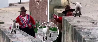 ‘La ovejita feliz’: el VIDEO que CONMUEVE a todos en TikTok y supera las 3 MILLONES de vistas ‘La ovejita feliz’: el VIDEO que CONMUEVE a todos en TikTok y supera las 3 MILLONES de vistas