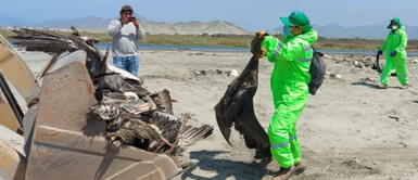 Las aves fueron encontradas en las orillas de la playa. Entierran más de 1,500 aves que aparecieron muertas en una playa