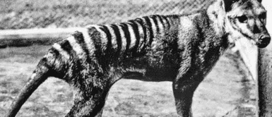El último tigre de Tasmania vivió en un Zoo. Hallan los restos del último TIGRE DE TASMANIA en el armario de un museo | VIDEO
