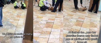 Centro de Lima: perrito se metió al Real Plaza del Centro Cívico y guardias lo tratan como rey Centro de Lima: perrito se metió al Real Plaza del Centro Cívico y guardias lo tratan como rey