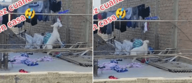 El perrito se puso a jugar con la ropa recién colgada. Familia deja a perrito en el techo para salir a pasear y este cobra venganza