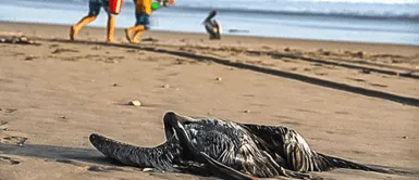 Las autoridades son las encargadas de recoger los restos de animales. GRIPE AVIAR: municipios limitarán acceso a playas para EVITAR CONTAGIOS en humanos