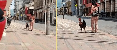 El gallito estuvo muy contento al lado de su ama. "Sacó a pasar a Claudio": Captan a mujer paseando a su gallito y se vuelve viral en las redes