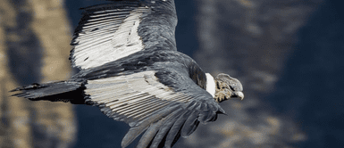 Conoce todos los detalles del primer censo en el país. Perú cuenta al menos con 301 ejemplares de cóndor andino, según primer censo