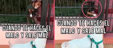 MASCOTAS: Un perro intenta ASUSTAR a otro perro, pero queda ATRAPADO en la REJA de su hogar MASCOTAS: Un perro intenta ASUSTAR a otro perro, pero queda ATRAPADO en la REJA de su hogar