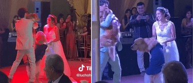 Los perritos cautivaron en redes sociales. PERROS GOLDEN se roban las miradas en LA BODA de sus papás humanos al bailar vals | VIDEO