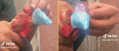El ave mostró tranquila con su papá humano. Joven no quiere que su gallinita se enferme con GRIPE AVIAR y le coloca una mascarilla
