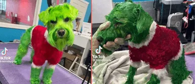 El perrito fue teñido con varios colores navideños. Mujer PINTA A SU PERRITO de verde para que luzca como el GRINCH y causa furor en las redes | VIDEO