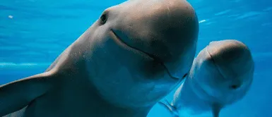 Conoce a los ejemplares en peligro de desaparición. Dugones, conchas y corales AMENAZADAS DE EXTINCIÓN reflejan destrucción de los mares | VIDEO