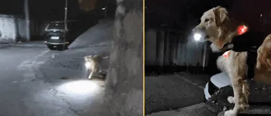 El perrito siempre cuida a su dueña. Perrito espera cada noche a su mamá humana con una linterna para cuidarla del peligro | VIDEO