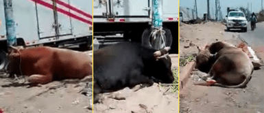 El ganado agoniza en las carreteras. Toros y vacas están a punto de morir por hambre y sed tras bloqueos en carretera de Ica | VIDEO