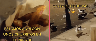 VIRAL: Un grupo de patos persiguen a joven con una bolsa de churros y se vuelven virales en TikTok VIRAL: Un grupo de patos persiguen a joven con una bolsa de churros y se vuelven virales en TikTok