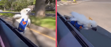 Cacatúa juega a ser Superman a través de la ventana de un auto y causa ternura en los usuarios Cacatúa juega a ser Superman a través de la ventana de un auto y causa ternura en los usuarios