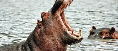 Hipopotamo casi asesina a un niño de dos años en África Hipopótamo se tragó a niño de dos años, pero lo escupió y de milagro no lo asesinó