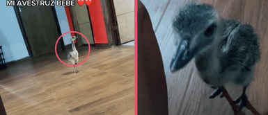 Avestruz bebé llora al no encontrar a su mamá humana y se vuelve viral en redes sociales: “Es super apegado, super amoroso” Avestruz bebé llora al no encontrar a su mamá humana y se vuelve viral en redes sociales: “Es super apegado, super amoroso”