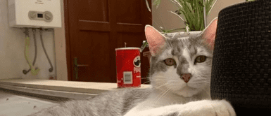 El gatito se encuentra perdido. Gatito extraviado en aeropuerto moviliza a autoridades de Bolivia | VIDEO