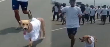 Perrita es símbolo de paz tras desbloqueo de la panamericana sur en Ica Perrito es el símbolo de la paz tras liberar la Panamericana Sur en Ica | VIDEO