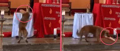 MASCOTAS: Perrito interviene en una iglesia y se roba el pan que iba a ser usado en la misa MASCOTAS: Perrito interviene en una iglesia y se roba el pan que iba a ser usado en la misa