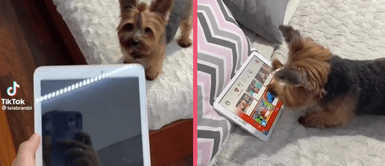 Perrito se vuelve viral en redes sociales por tener la capacidad usar una tablet para ver videos Perrito se vuelve viral en redes sociales por tener la capacidad usar una tablet para ver videos