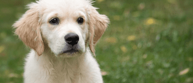 Los conejos ya no podrán ser vendidos en estas tiendas. Nueva York prohibirá venta de mascotas en tiendas minoristas | VIDEO