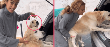 MASCOTAS: Perrita arma una escena de celos y pide que la suban cargada al auto MASCOTAS: Perrita arma una escena de celos y pide que la suban cargada al auto