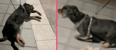 MASCOTAS: Perrito no quiere dejar el parque y se tira al piso como protesta y se vuelve viral en TikTok MASCOTAS: Perrito no quiere dejar el parque y se tira al piso como protesta y se vuelve viral en TikTok
