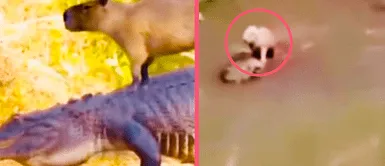Un capibara se vuelve tendencia en TikTok tras aparecer montado en el lomo de un cocodrilo de lo más tranquilo Un capibara se vuelve tendencia en TikTok tras aparecer montado en el lomo de un cocodrilo de lo más tranquilo
