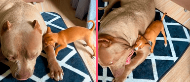 Chihuahua juega bruscamente con un pitbull y usuarios temen por su bienestar Chihuahua juega bruscamente con un pitbull y usuarios temen por su bienestar