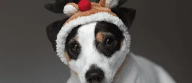 Conoce los consejos para cuidar a las mascotas en estas fechas. ¿Qué problemas afectan más a las mascotas en Navidad y Año Nuevo? Especialista explica | VIDEO