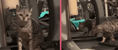 Gatito exige a su dueña prender la caminadora y se vuelve viral en TikTok Gatito exige a su dueña prender la caminadora y se vuelve viral en TikTok