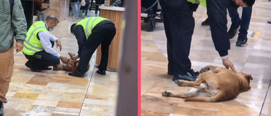 Real Plaza: Guardias de seguridad intentan retirar a un perrito de centro comercial, pero terminan jugando placidamente con él Real Plaza: Guardias de seguridad intentan retirar a un perrito de centro comercial, pero terminan jugando placidamente con él