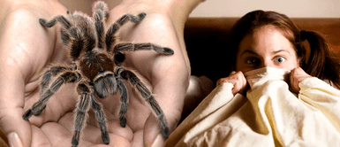 Soñar con arañas: ¿Qué significa, es bueno o malo? Soñar con arañas: ¿Qué significa, es bueno o malo?