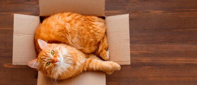 La debilidad de los gatos son las cajas de cartón Gatos: ¿Por qué aman las cajas de cartón?