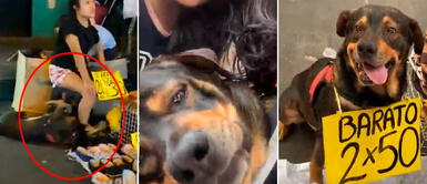 Perrito es un ejemplo de vida. Su historia fue conocida en TikTok Perrito con cáncer vende sandalias con su dueña para costear su tratamiento