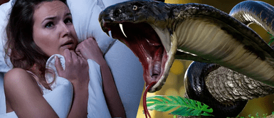 ¿Qué significa soñar que una serpiente te ataca, pero no te muerde? ¿Qué significa soñar que una serpiente te ataca, pero no te muerde?