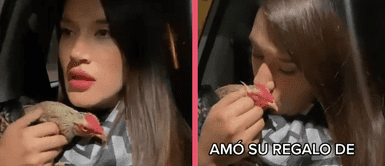 Gallo se convierte en un inusual regalo de intercambio y se vuelve viral en TikTok Gallo se convierte en un inusual regalo de intercambio y se vuelve viral en TikTok