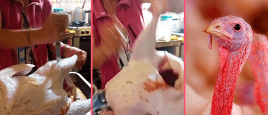 Mujer “acribilla” pavo de Navidad asegurando que es de SJL y se hace viral Mujer “acribilla” pavo de Navidad asegurando que es de SJL y se hace viral: “¿Será de Bayovar?”