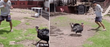 El ave asutó al muchacho y lo sacó del corral. Joven intenta atrapar el pavo para Navidad, pero animal lo enfrenta y lo espanta del corral