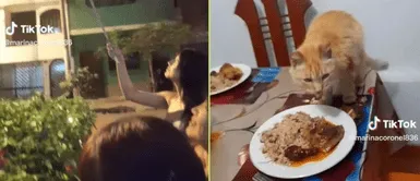 El gatito cometió travesura en casa. Familia se va a reventar cohetes a la calle y gatito se come el pavo por Navidad