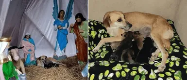 Los cachorros se encuentran en adopción. Perrita sin hogar encuentra pesebre y da a luz a sus cachorros