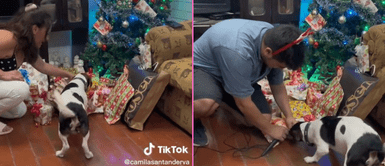 El perrito se alegró al ver sus regalos en casa. Perrito se emociona al abrir todos los regalos que le regalaron sus dueños por Navidad