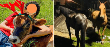 Borreguito contó el triste momento que vivieron sus animales. Niño cuenta cómo sufrieron sus animales de granja por cohetes en Navidad: "Todos colapsaron"