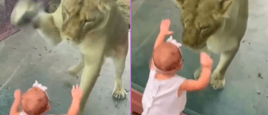 La leona sorprendió a la menor de edad. Bebé se pone adelante de leona y esta trata de atacarla en zoológico