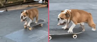 Bulldog sorprende a usuarios por sus habilidades con el skate y se vuelve viral Bulldog sorprende a usuarios por sus habilidades con el skate y se vuelve viral