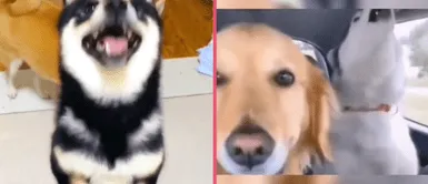 MASCOTAS: Perritos y sus curiosas reacciones causan ternura en usuarios de TikTok y se vuelven virales MASCOTAS: Perritos y sus curiosas reacciones causan ternura en usuarios de TikTok y se vuelven virales