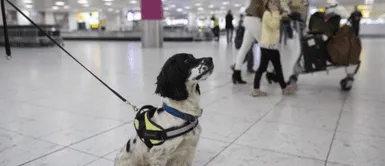 Sigue los consejos de especialistas de Senasa. ¿Cuáles son los requisitos si viajas al extranjero con tu mascota en Año Nuevo?