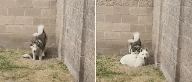 Los animales tuvieron peculiar reacción al ser descubiertos. Perros son descubiertos por su dueña y ella decide rentarlos como excavadores profesionales